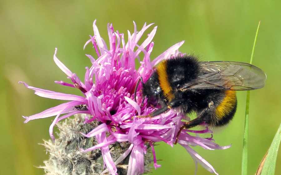 Biene auf Blüte denn Wohnweisend übernimmt eine weitere Bienenpatenschaft durch bee-good bei erfolgreichem Immobilienverkauf